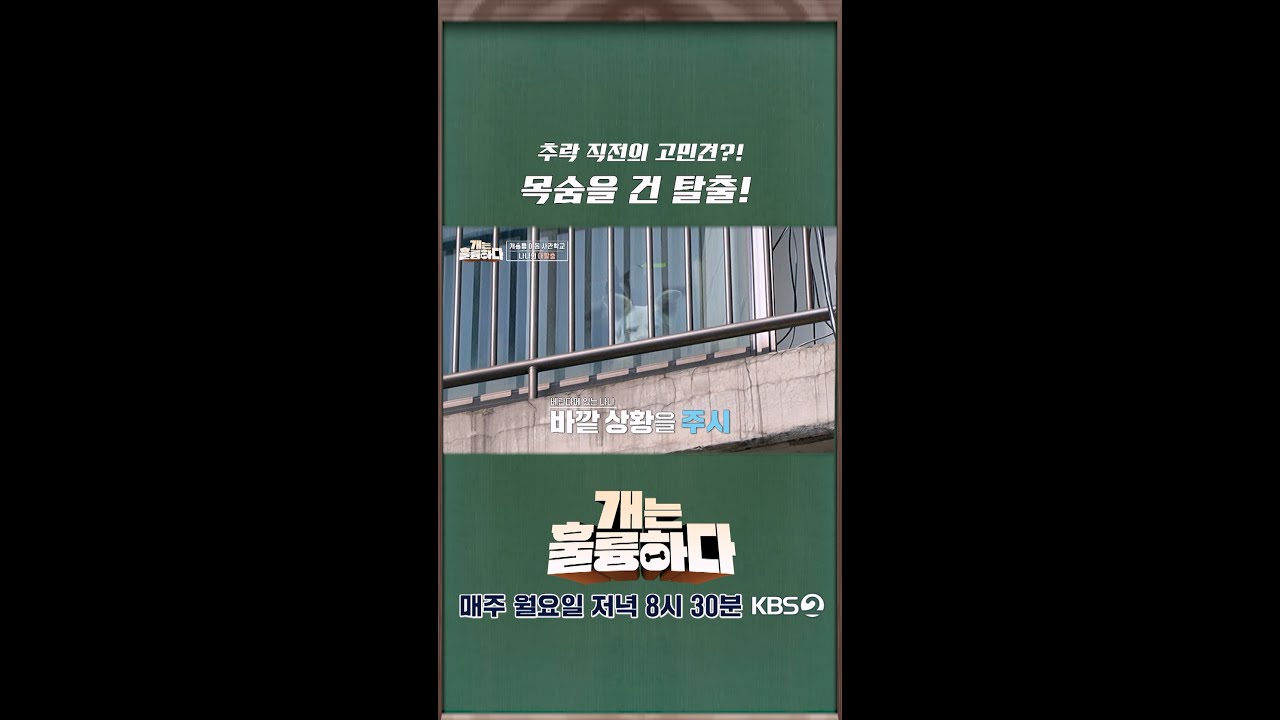 [쇼츠] 추락 직전의 고민견?! 목숨을 건 탈출! [개는 훌륭하다] | KBS 방송