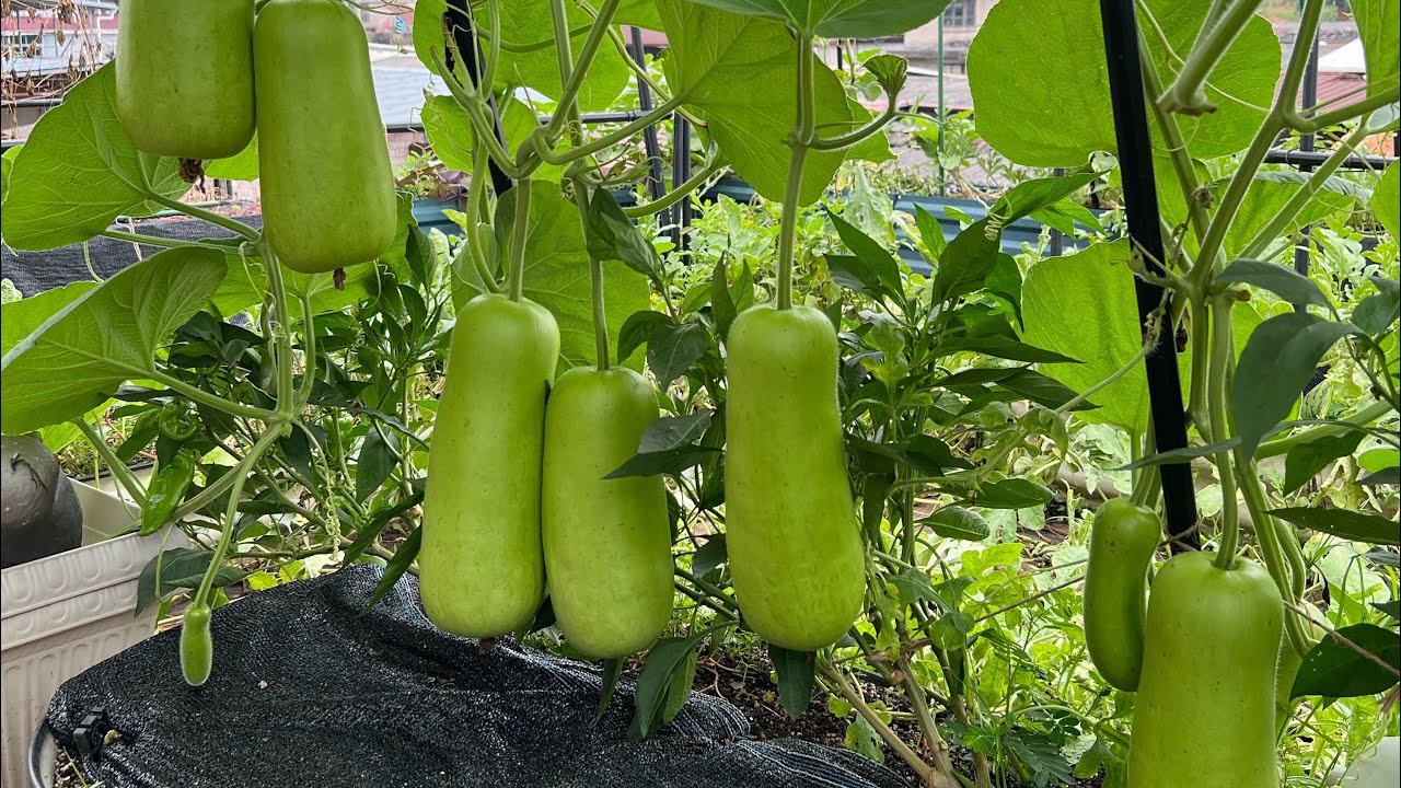 瓠瓜水瓜葫芦种植秘诀技巧分享