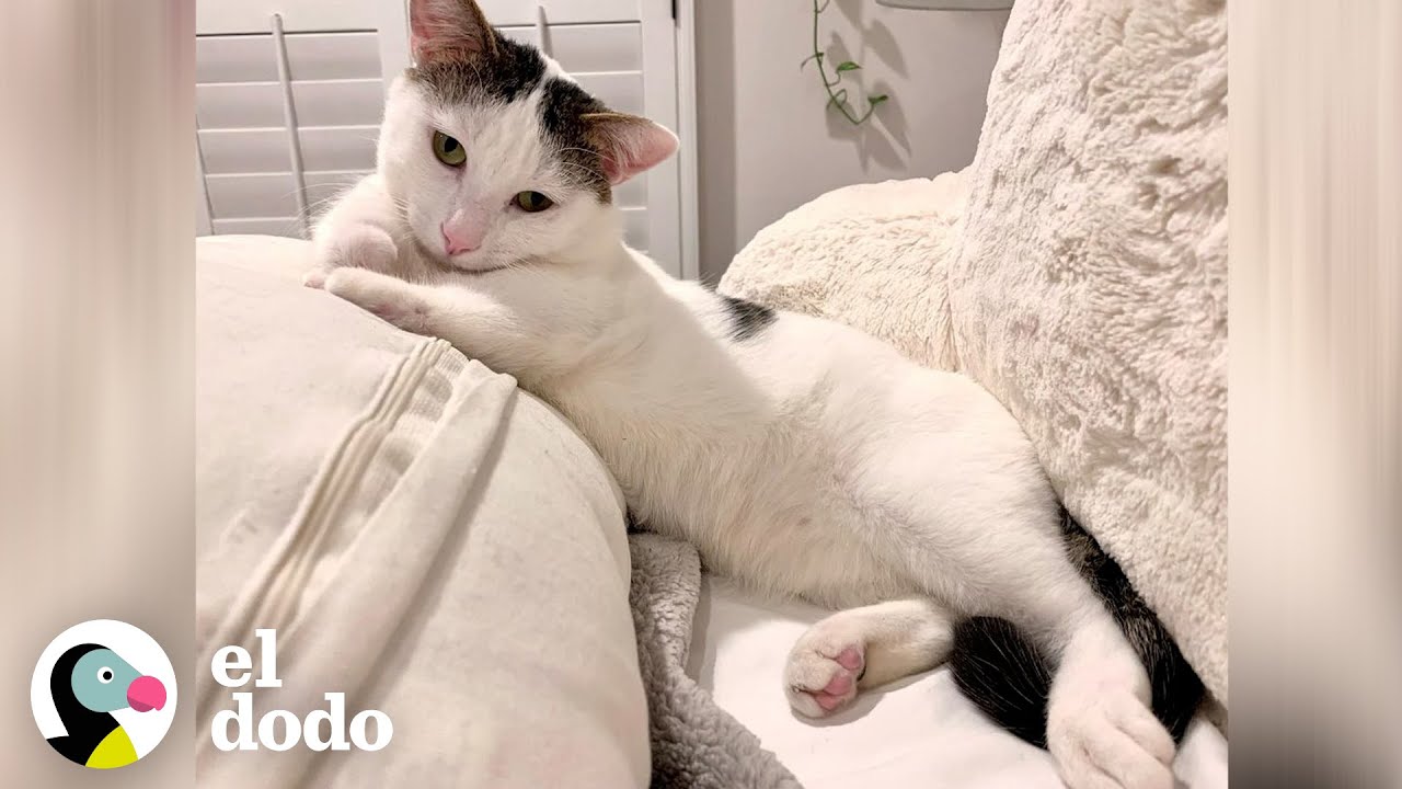 Gato salvaje y agresiva ama acurrucarse ahora | El Dodo