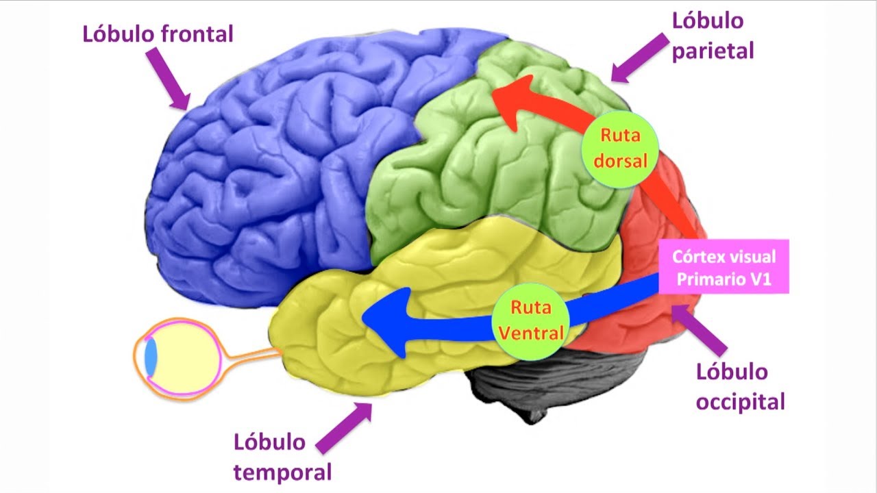 Rutas visuales ventral y dorsal
