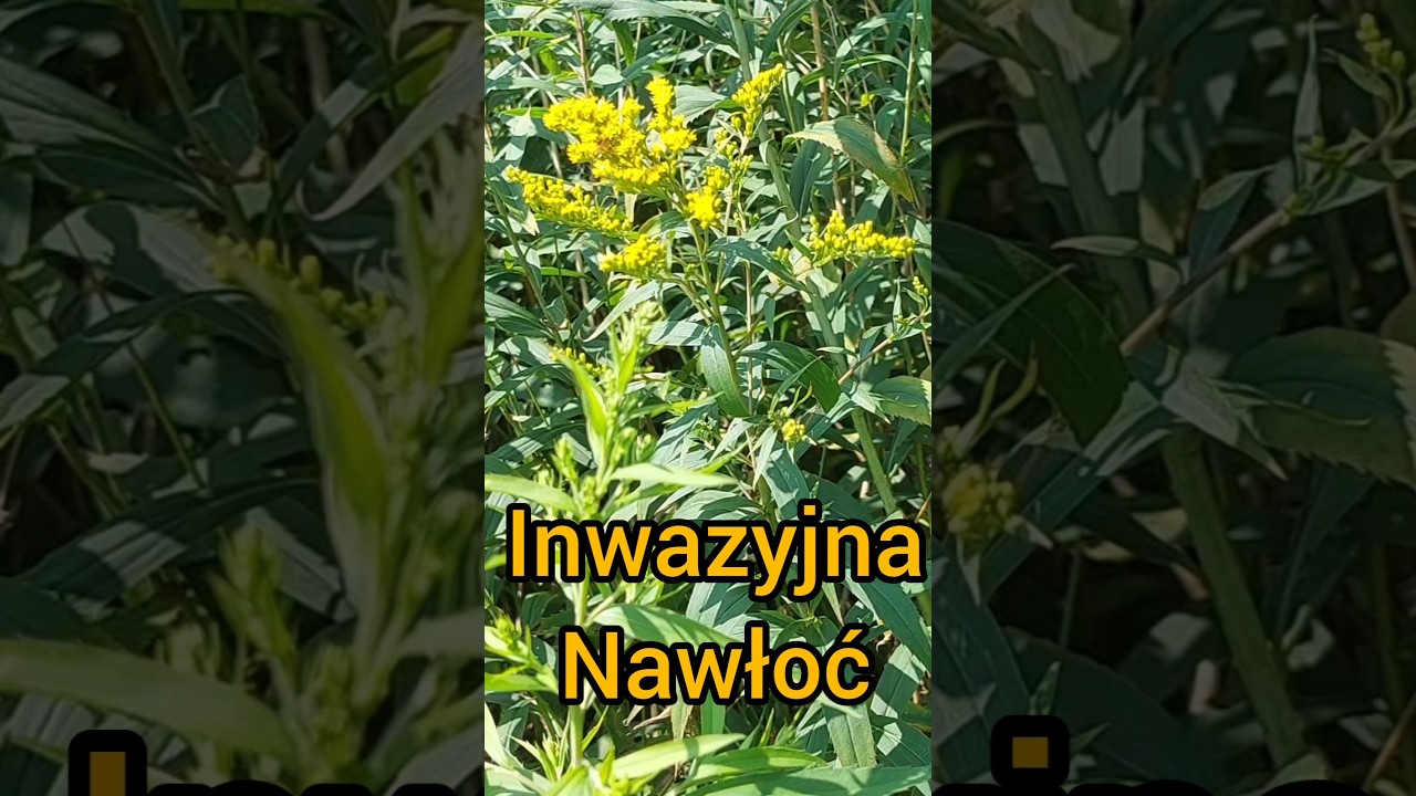Czekasz na ten mi&oacute;d