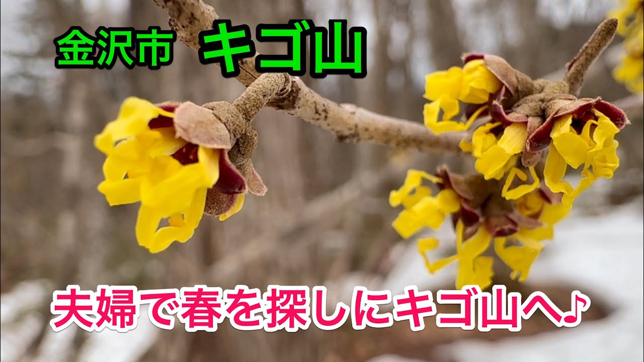 【 のんびり低山 50 】夫婦で春を探しにキゴ山へ♪