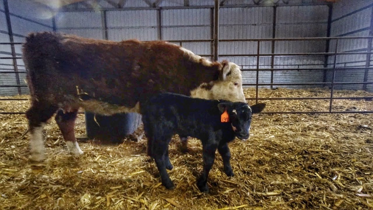 First on our farm in Decades!