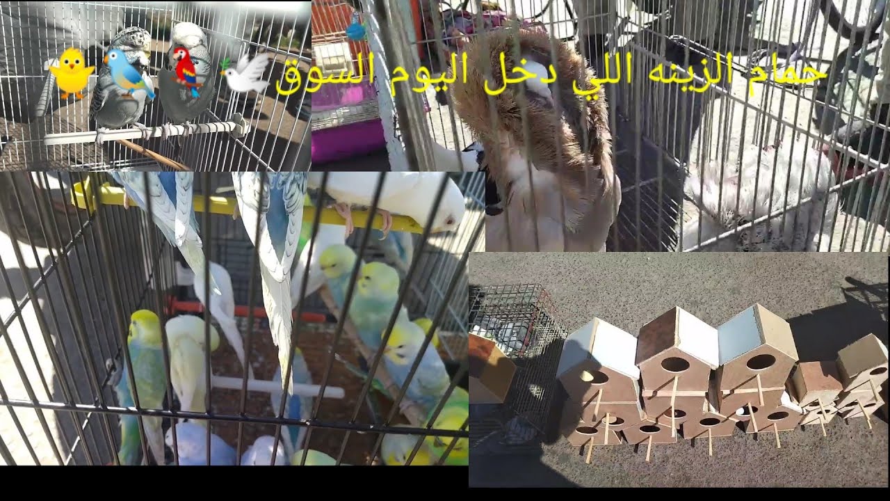 جوله في سوق الطيور مراكش ودخول انواع الحمام الزينه والطيور #مراكش #البادجي #الحسون_الويداني #الكناري