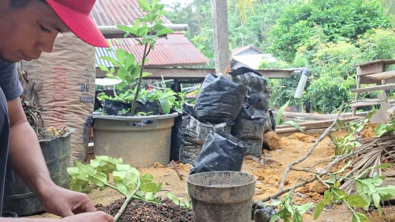 Cara memindahkan cangkokan ke media tanam