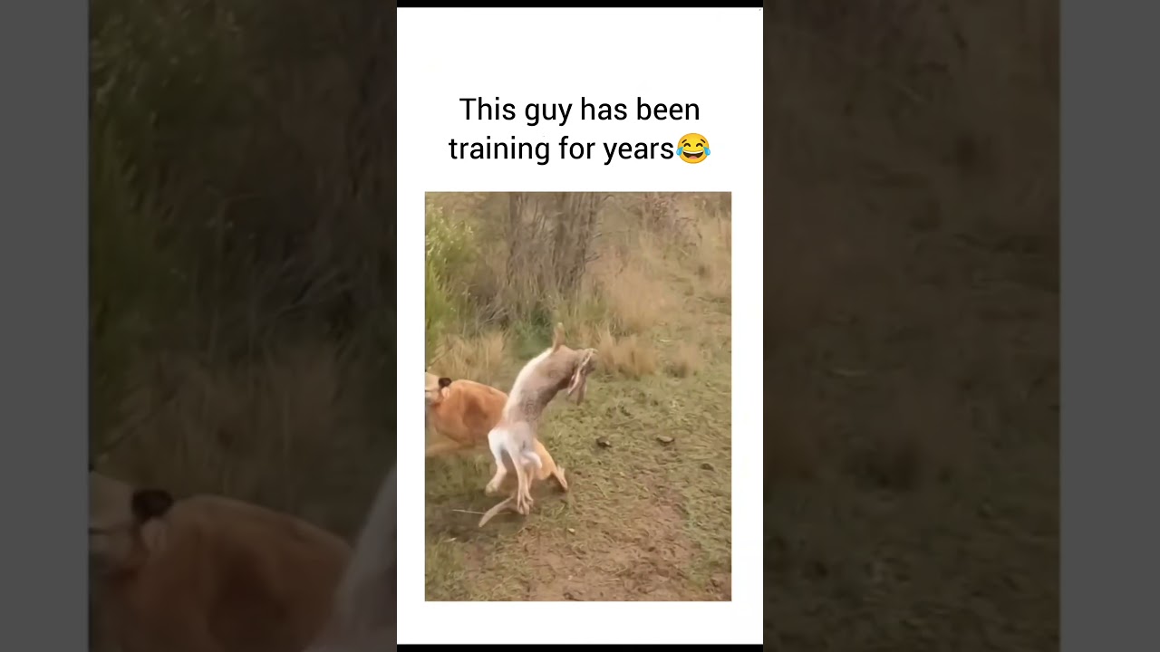 survival instinct=100👌🏽#memes #shorts #animals #wildlife