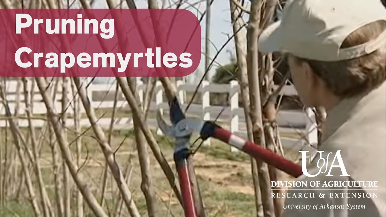 Pruning Crapemyrtles
