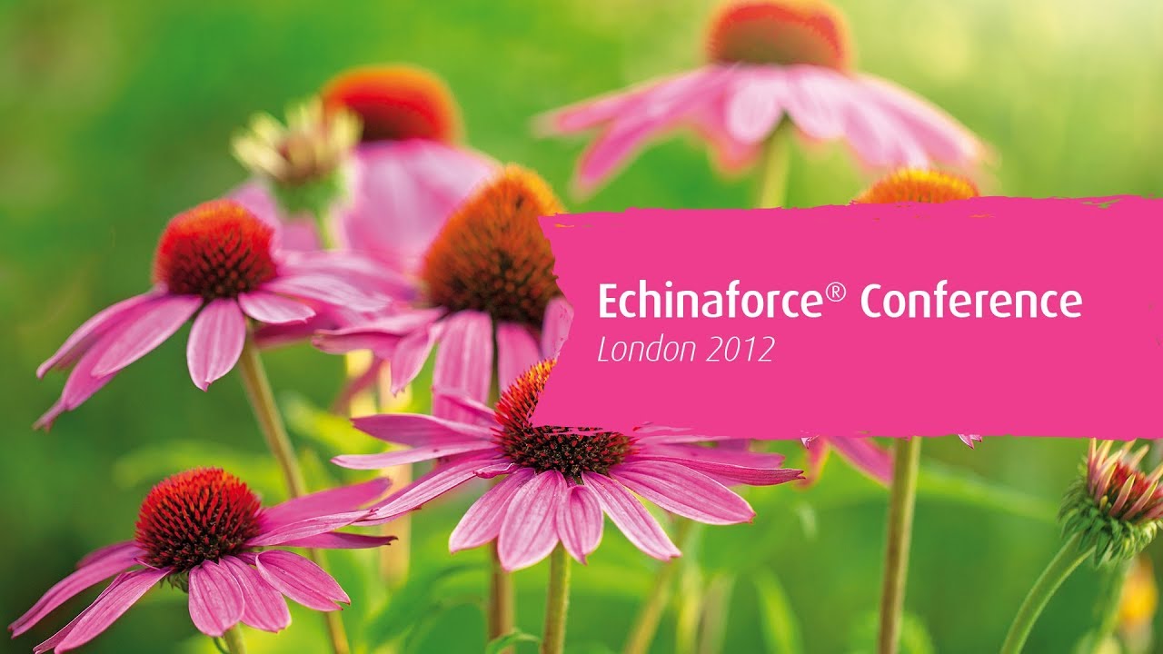 How does A.Vogel Echinaforce® work?