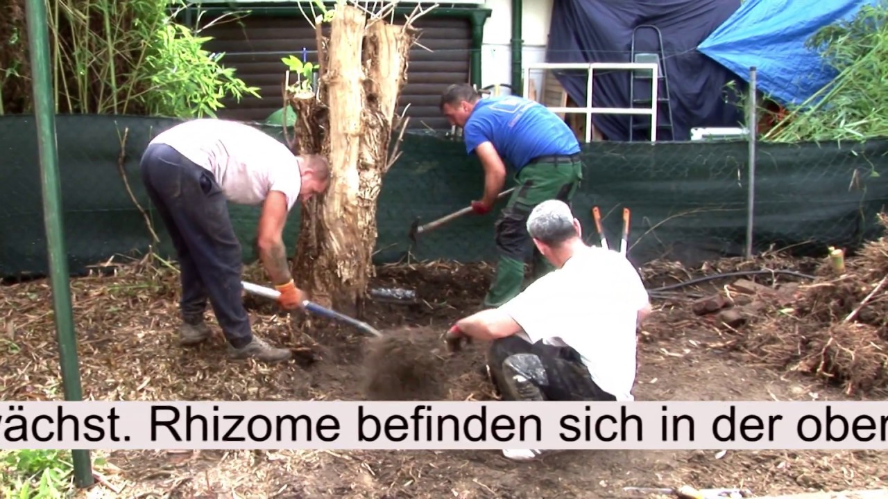 #Bambus- der #SCHRECKEN im #Garten  https://ratgeber-aktiv-tv.com