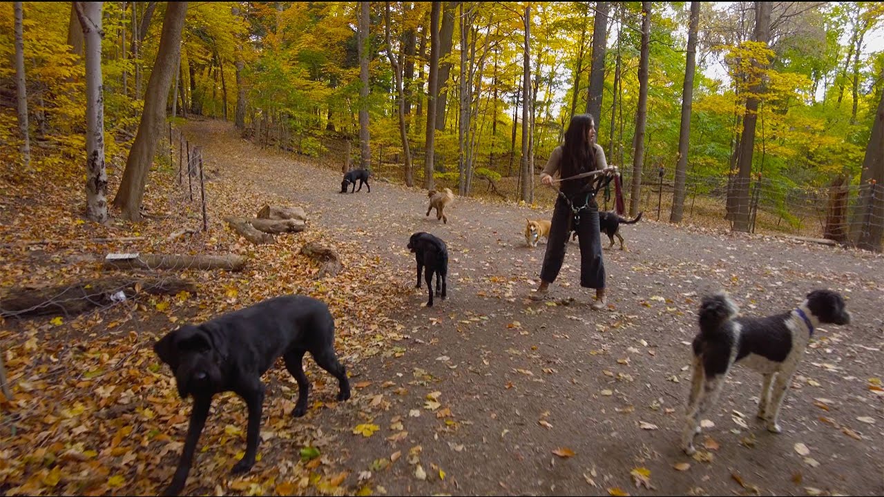 *4.5 HOURS* Toronto Parks & Ravines Hike in Autumn [4K 60fps / ASMR Travel / Canada]