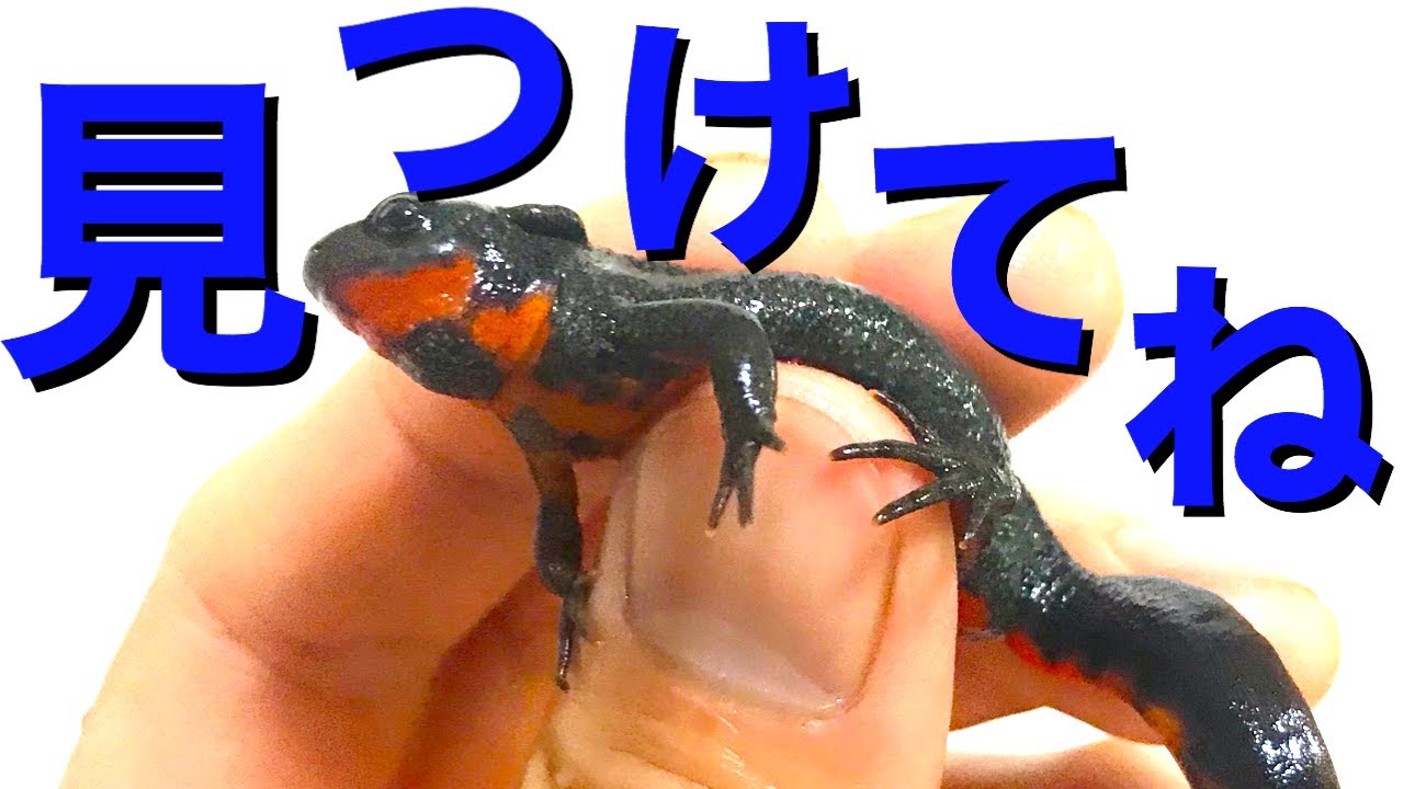 アカハライモリの採集方法、見つけるコツ、捕獲方法【どんな場所が生息地なのか？】