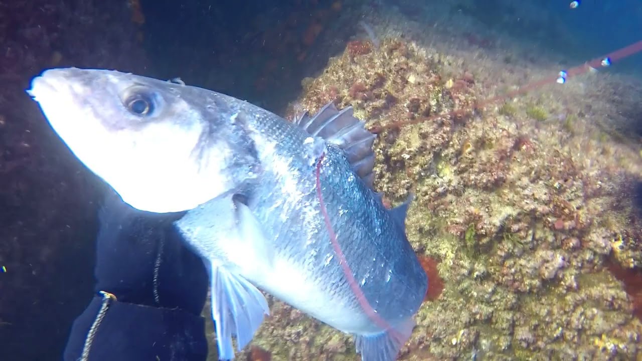 Pesca submarina en el Estrecho. Invierno 2021-2022