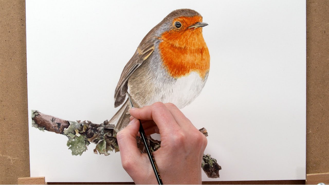 How to paint a realistic robin step by step (a FULL length free class)