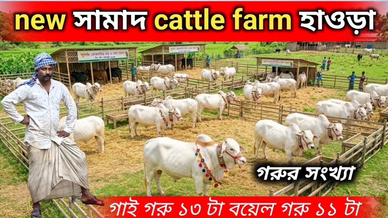 সরাসরি হাওড়ার নতুন সামাদ ক্যাটল ফার্মের থেকে দেখুন | ১৩টি গাভী ও ১১টি বলদ গরুর