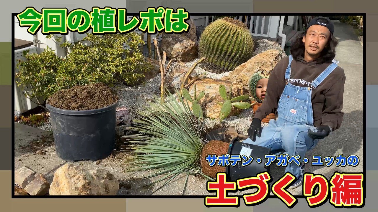 【初心者必見】ユッカ、アガベ、サボテンの土作り編【ドライガーデン】