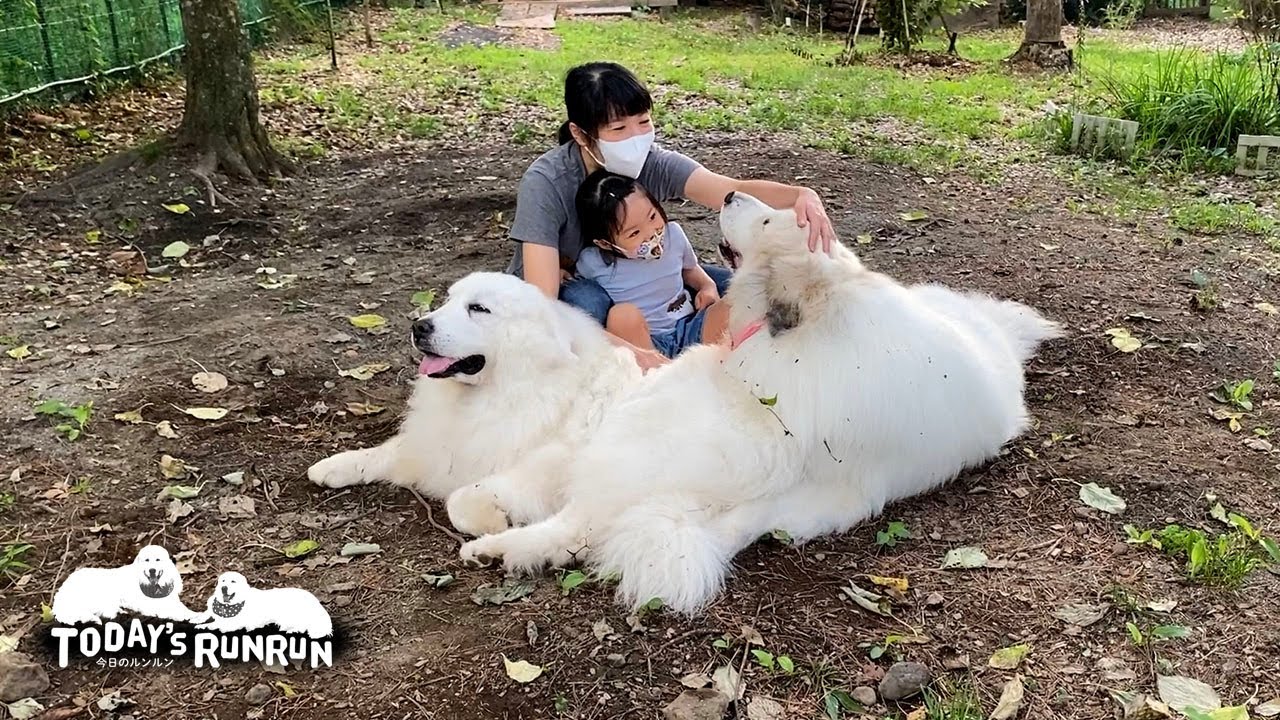 かわいいご近所さんが来てくれてとても嬉しかったルンルンとアランです　Great Pyrenees　グレートピレニーズ