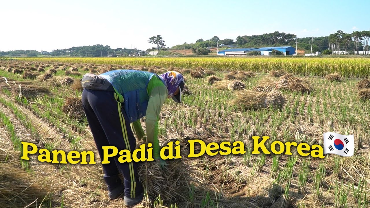 BURUH TANI DI KOREA SEHARI DAPAT **JUTA?!😱 KEBANYAKAN DARI LUAR NEGERI‼️ PANEN PADI DI DESA KOREA🇰🇷