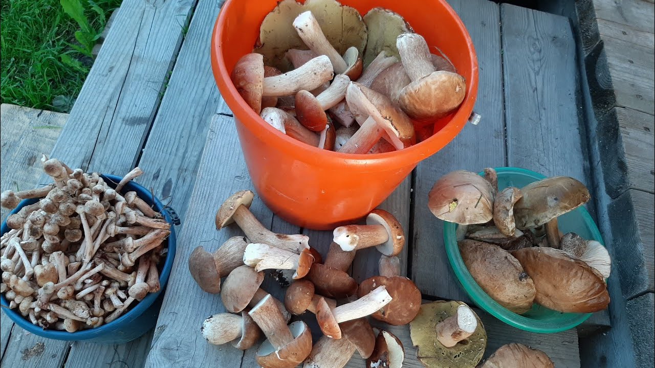 Столько грибов нам не надо🙈 и картошки столько не надо...только цветы и помидоры!