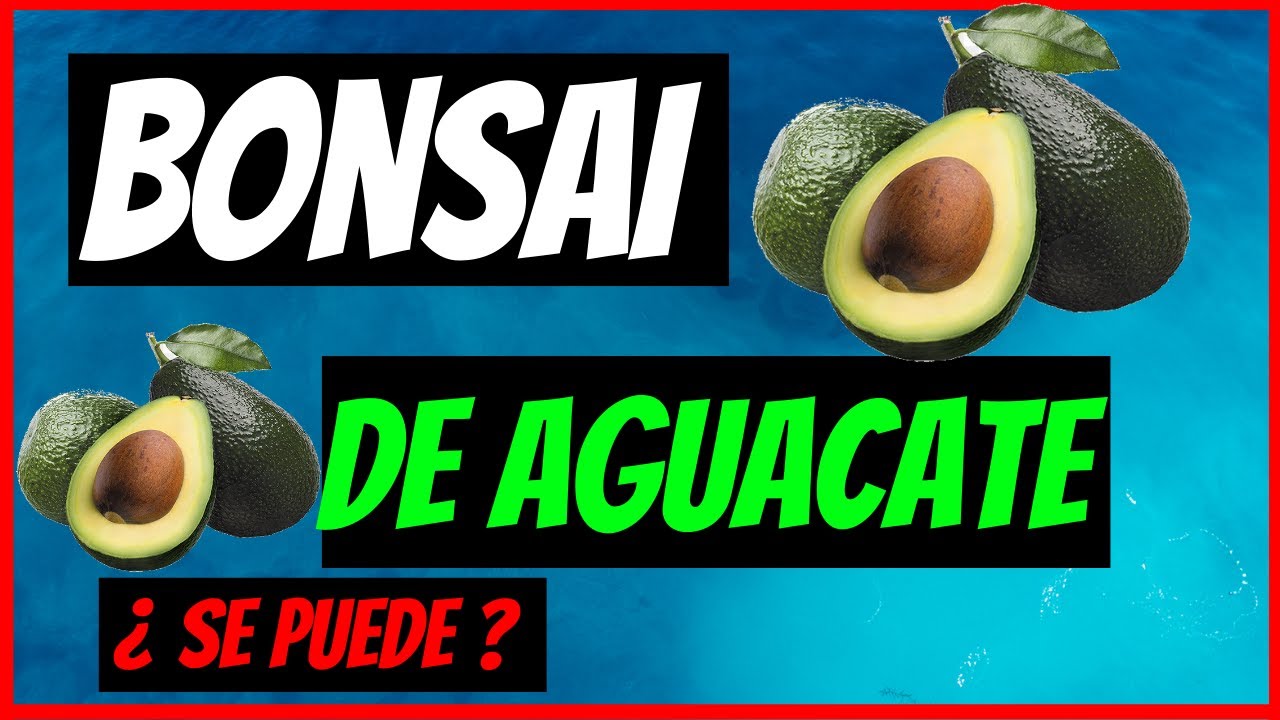 BONSAI DE AGUACATE🥑¿SE PUEDE? (aguacate enano) muy BIEN EXPLICADO