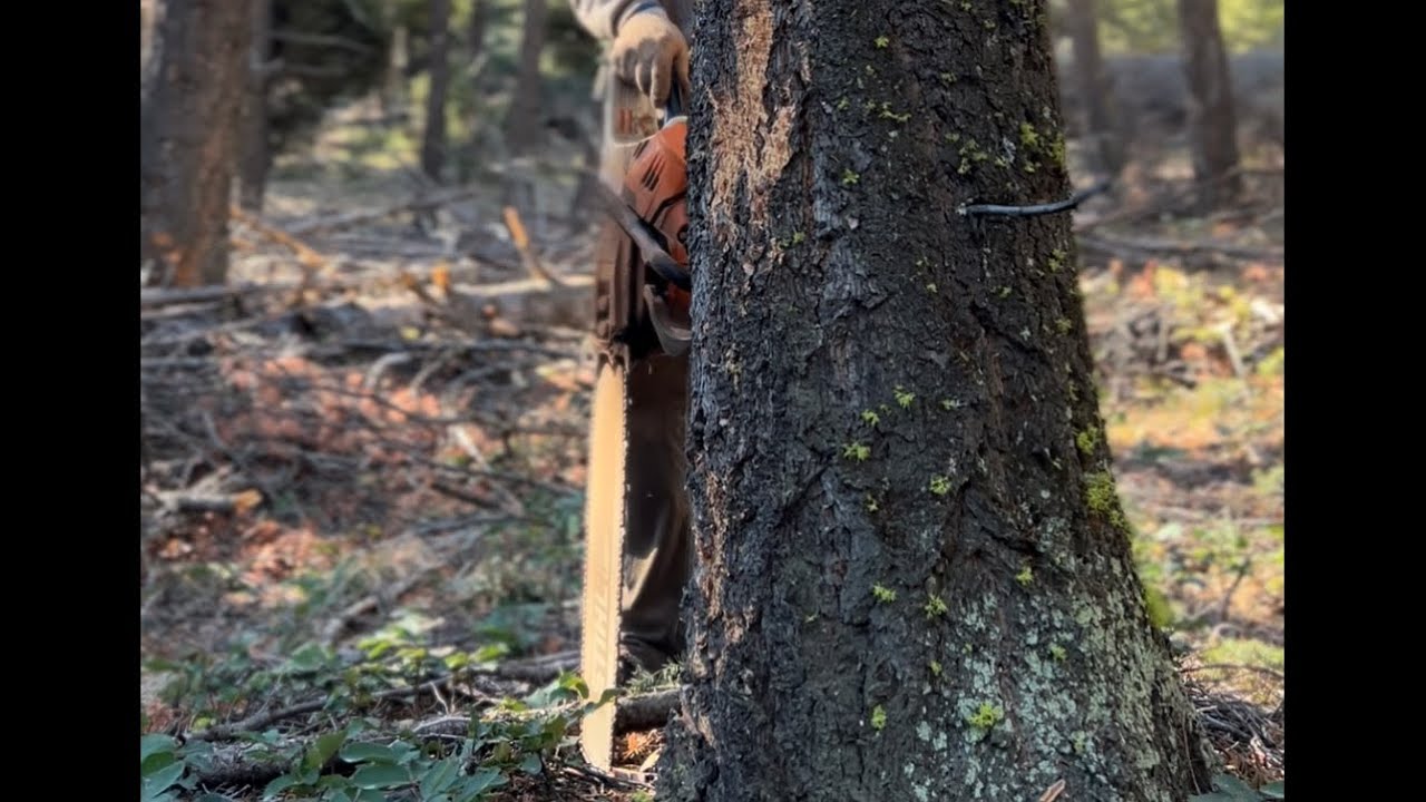 TreeFelling Compilation (Ep.1) with STIHL MS 500i 