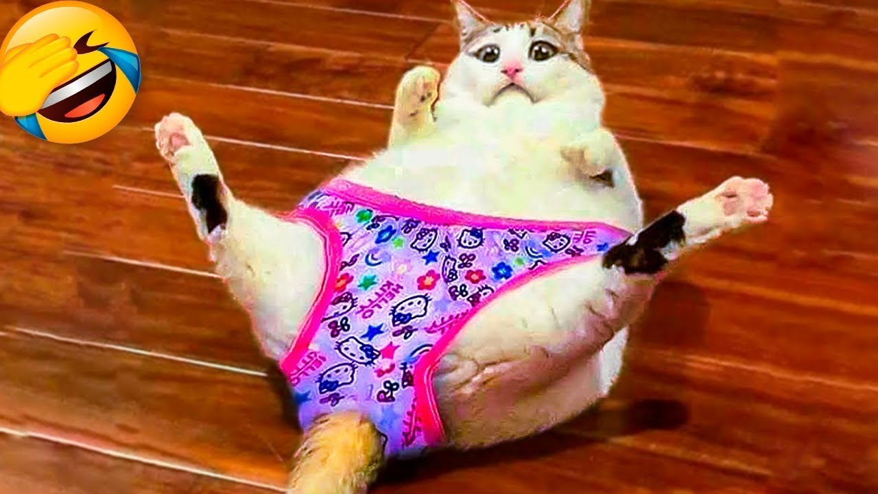 New funny videos😂Best Funny Videos Compilation!!!2024.
