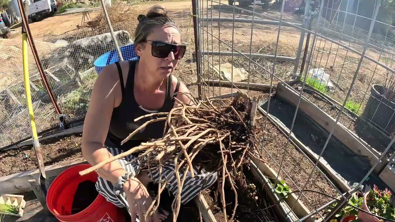I Tried Transplanting My Asparagus, Did I Just Kill It?