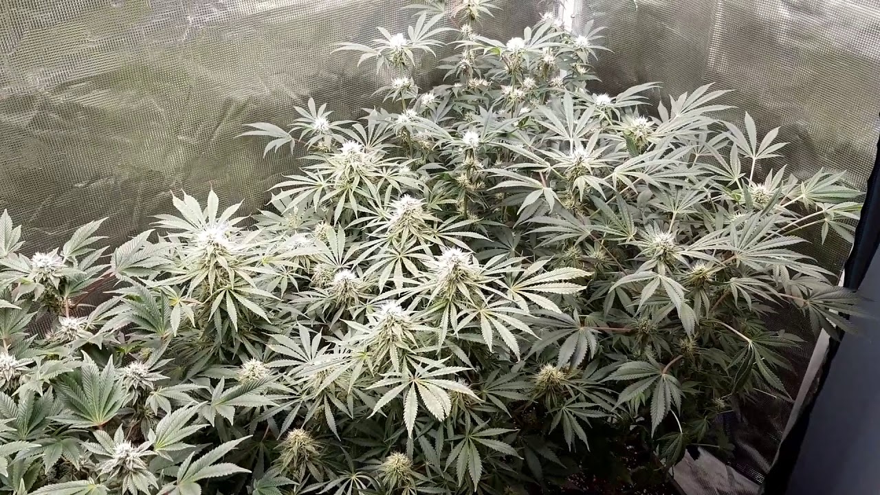 Seedsman's girls & Franco's Lemon Cheese