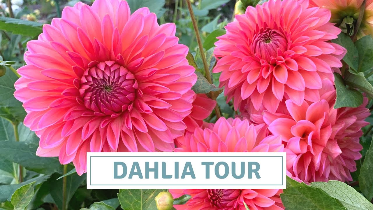 Dahlia Tour October 2022