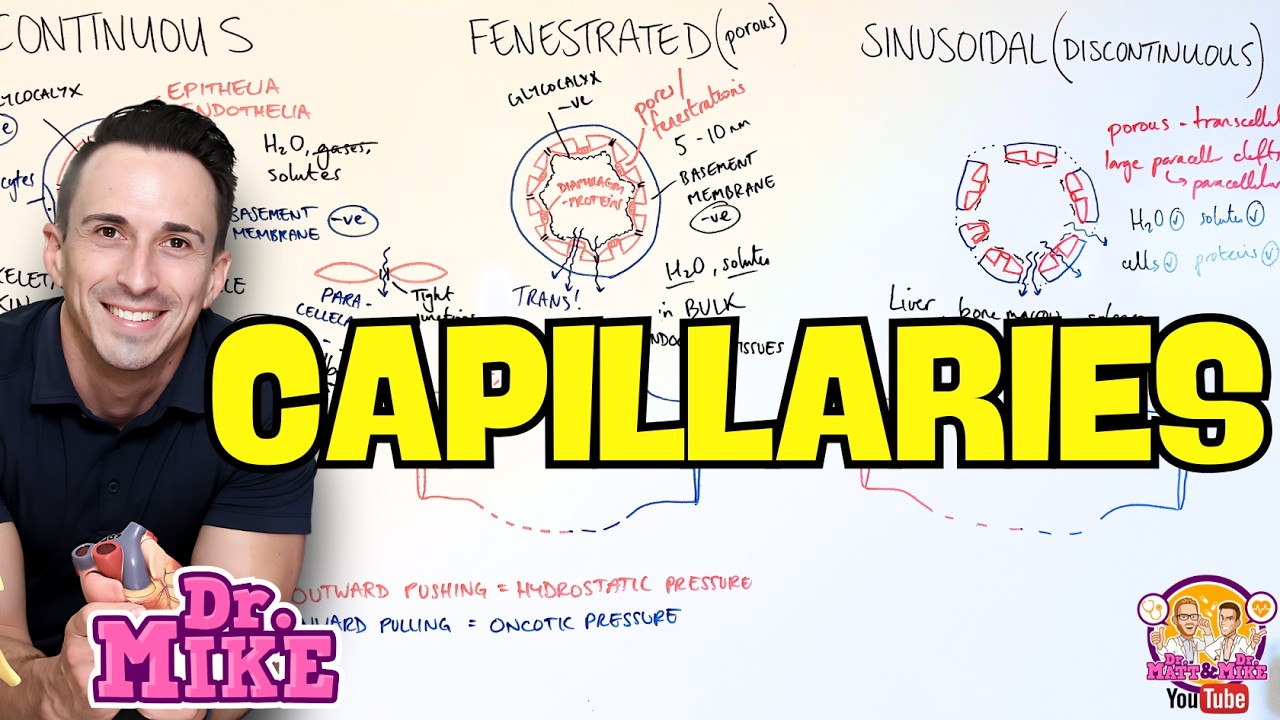 Capillary Types & Capillary Exchange