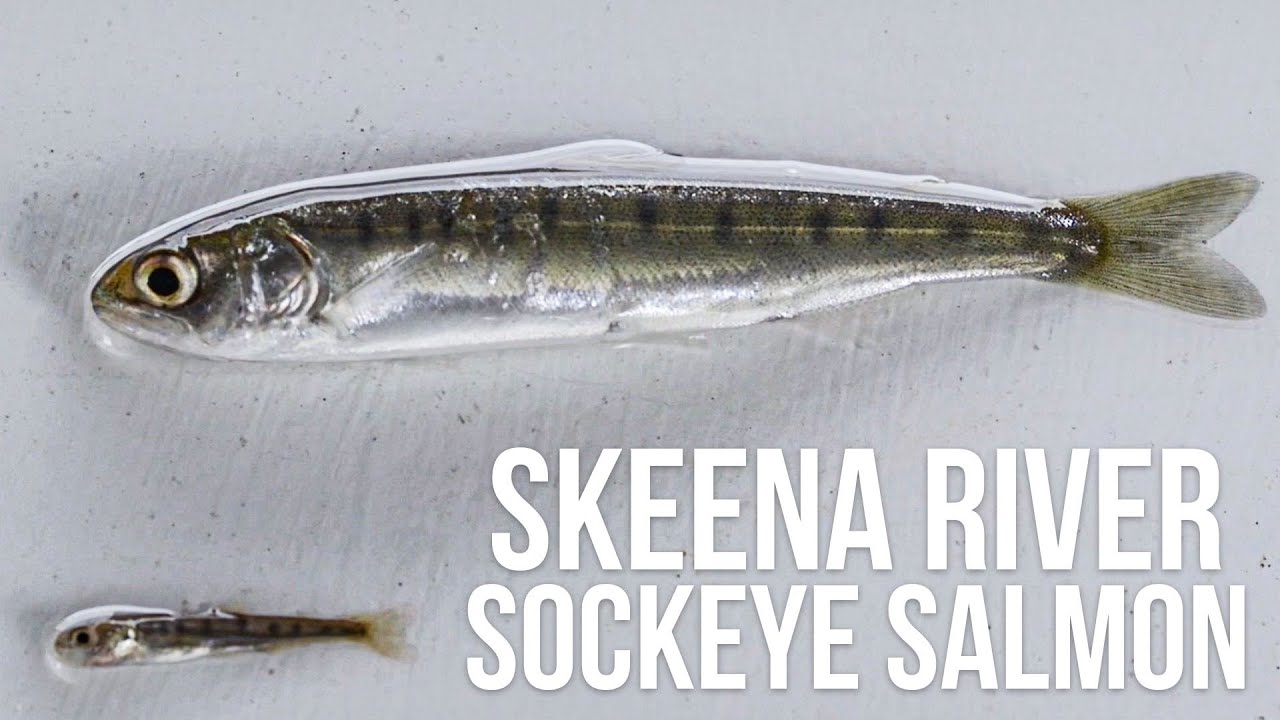 Lake Babine Nations Sockeye Salmon Program - Skeena River Sockeye Salmon Stocks