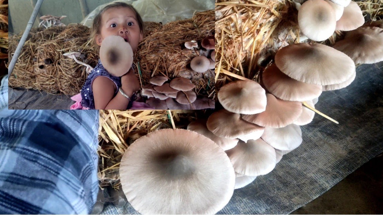 charuyen hekpa hwre / harvesting volvariella#strawmushroomharvesting# aribam bhopen +91 81318 61602