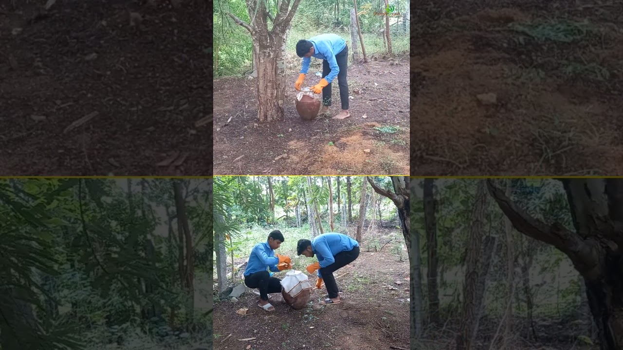 kunapajalam,|#biodynamicfarming,|#deerghaayush,|#naturalfarming,|#shorts,|#trending,|#farming