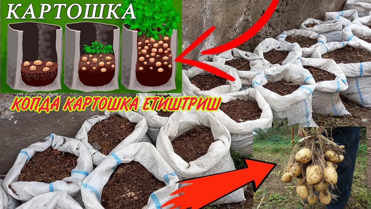 2 КИСМ КОПДА КАРТОШКА ЕТИШТРИШ СИРЛАРИ