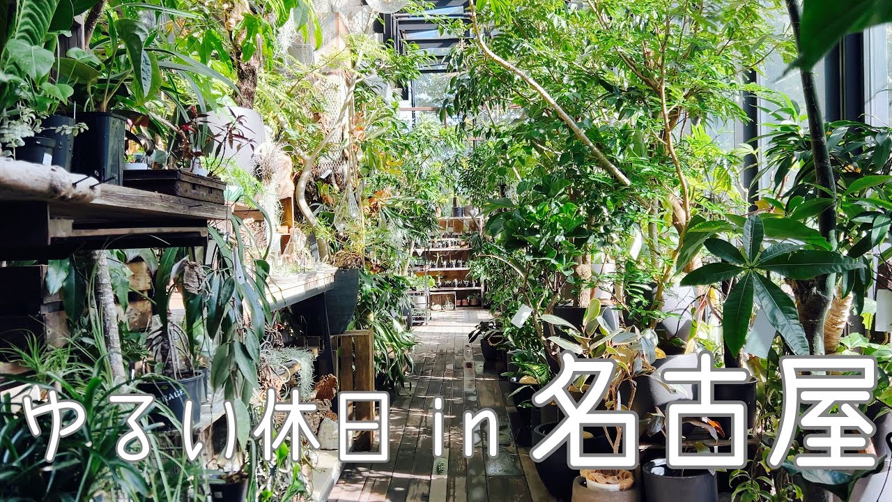 【ゆる休日】目の保養にお気に入りのお店へ#観葉植物 #夫婦 #名古屋 