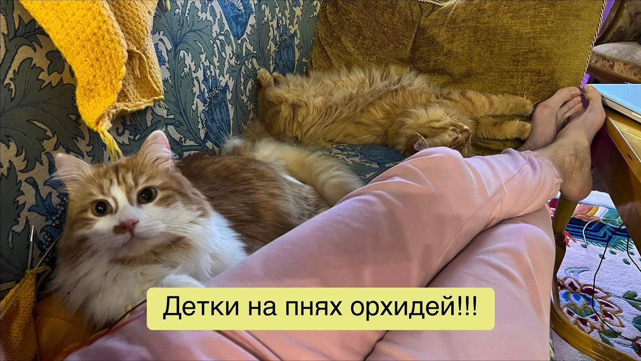 Детей по осени считают: урожай деток на пнях орхидей!