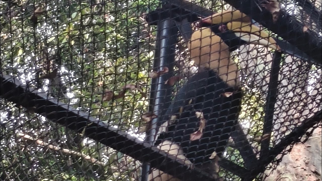 Mysore zoo full video