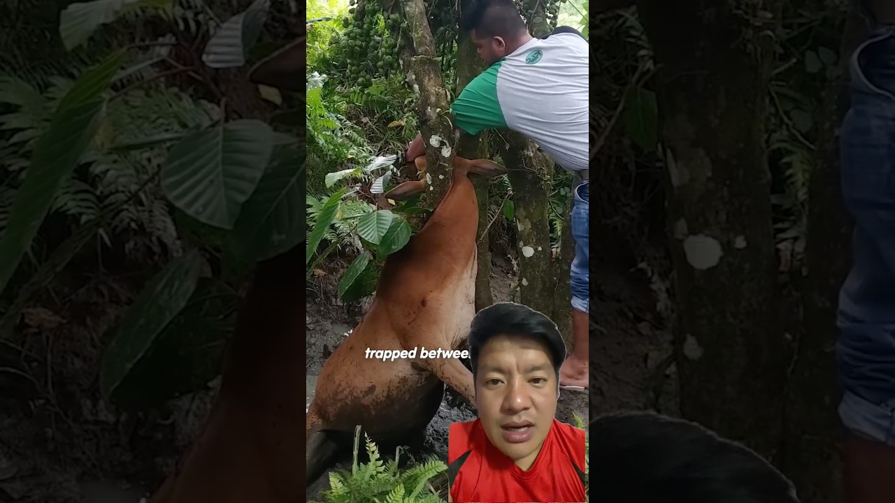 Man Rescues Cow Trapped Between Two Trees! 🐄❤️ #CowRescue #AnimalRescue #shortsfeed