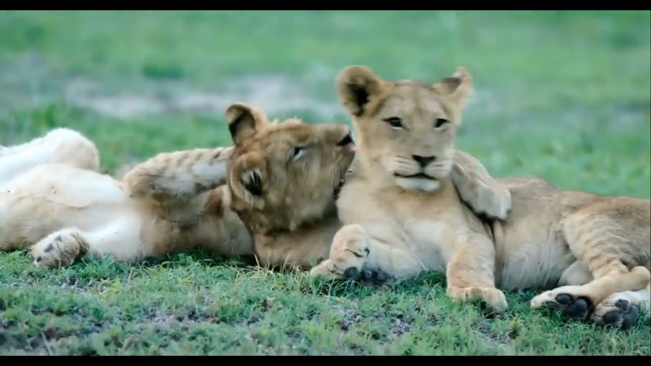 lioness and her cub's 