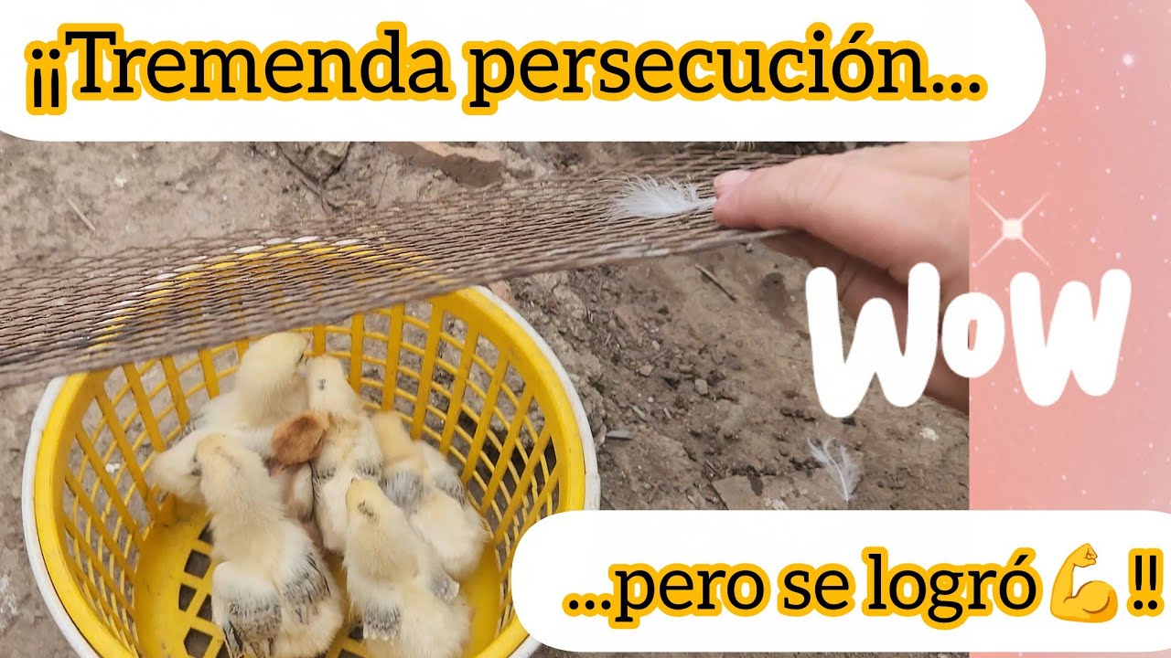¡¡Buena perseguida 😅!! #gallinas #vivencias #brahma #granja #pollitos 