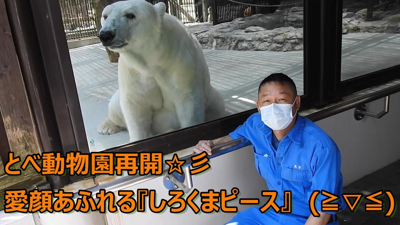 しろくまピースと高市さん（飼育員さん）とべ動物園にて