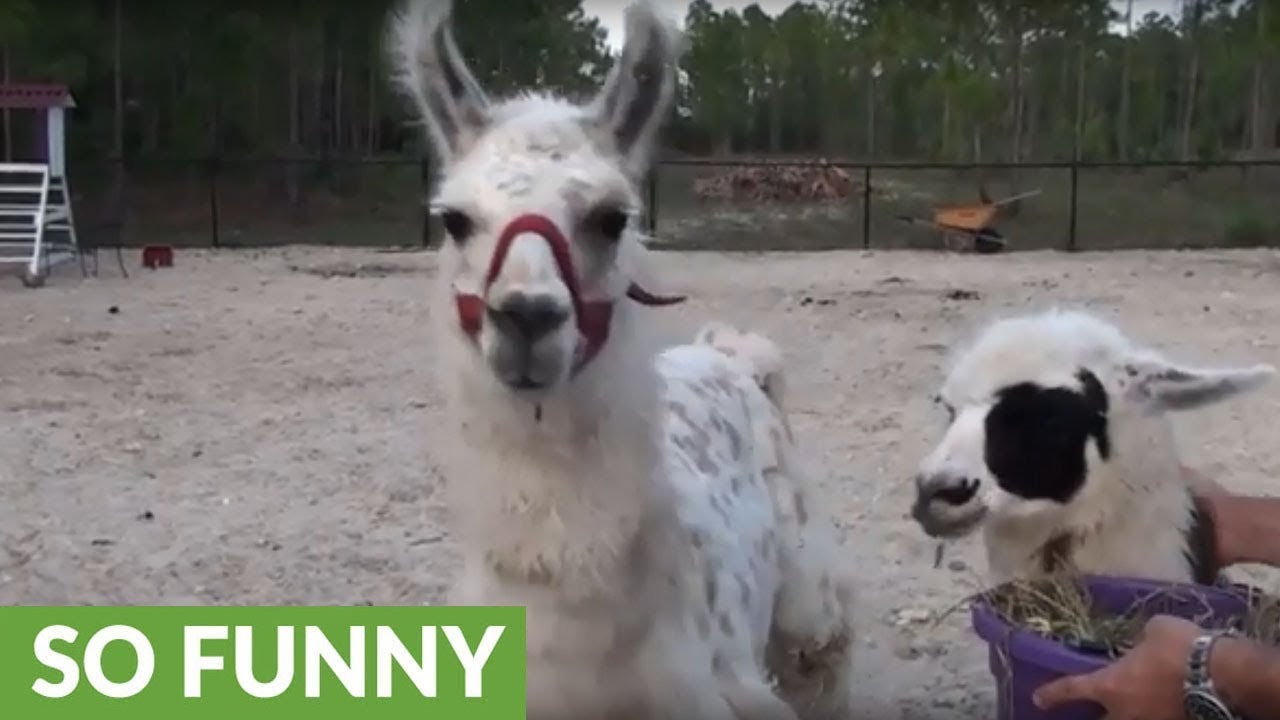 Miniature horse in bad mood creates chaos