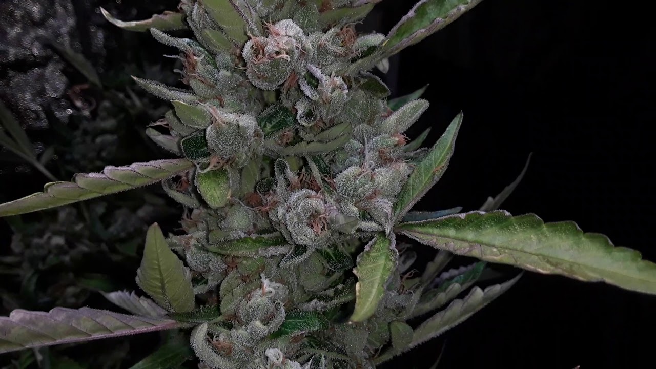 Amnesia auto night before harvest