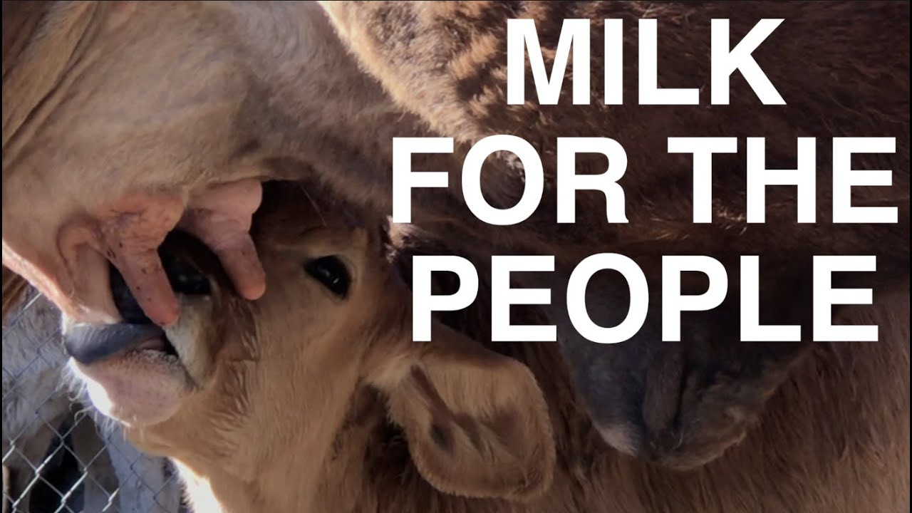 A Day In The Life of A Mexican Cattle Rancher Documentary - Milk For The People!
