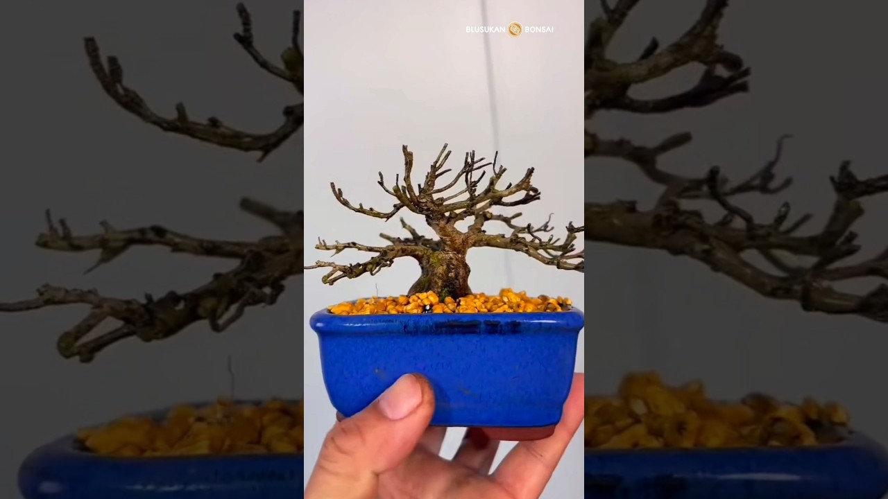 How to care for Satsuki Azalea bonsai trees #bonsai #bonsaitree #azalea