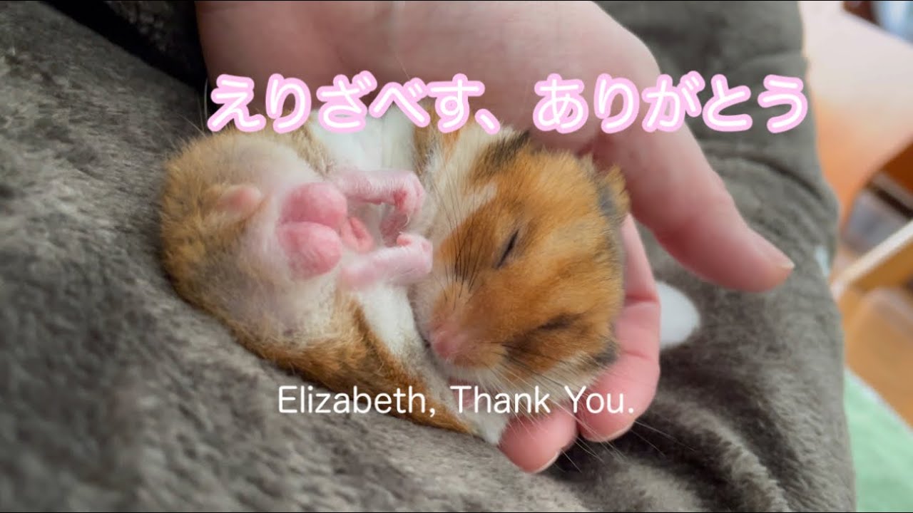 手のひらの中に、思い出が残っています。／毎日出すシリーズ② A memory still in my hands. / Daily Series #2 – Eliza’s Story