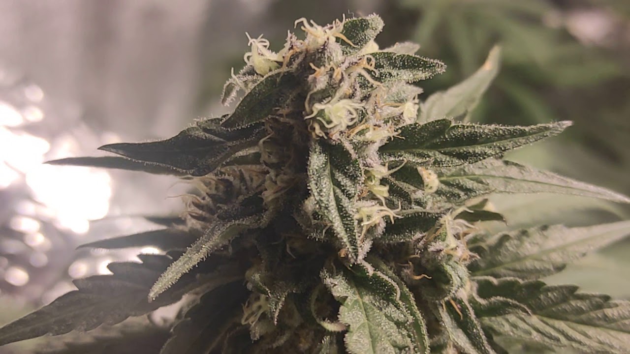 10 - Critical Kush en interior || Critical Kush indoor || Dinafem Barneys Farm ||  Dia 43 floraci&oacute;n