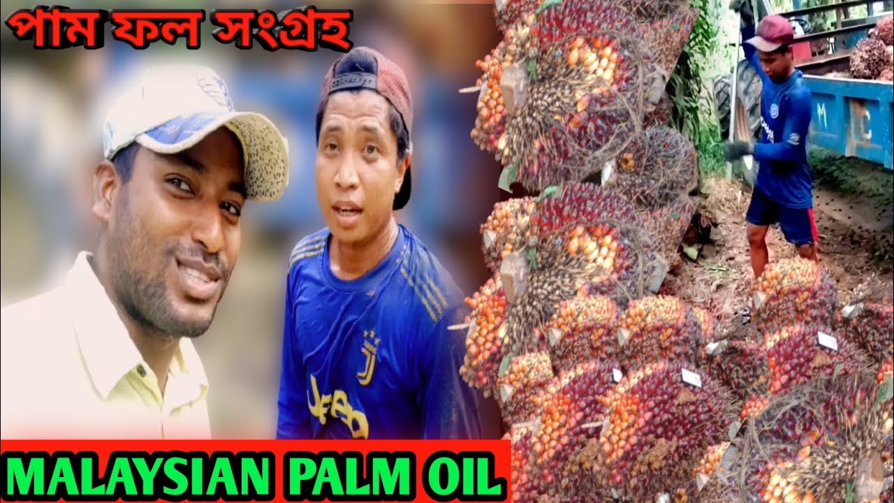 Harvesting Only Red Palm Fruit | Transport By Tractor In Field | Ami Village Man | পাম ফল সংগ্রহ
