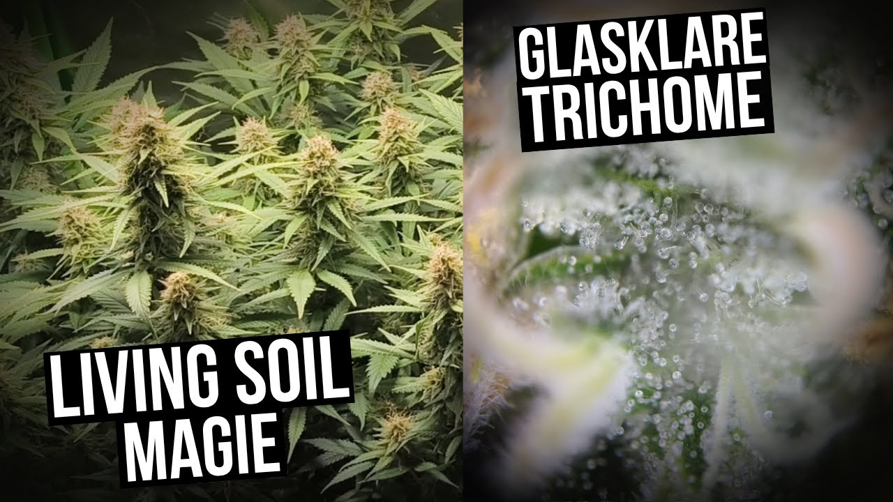 Bl&uuml;tewoche 6 &ndash; Trichome beobachten & Reifephase startet🌱✨