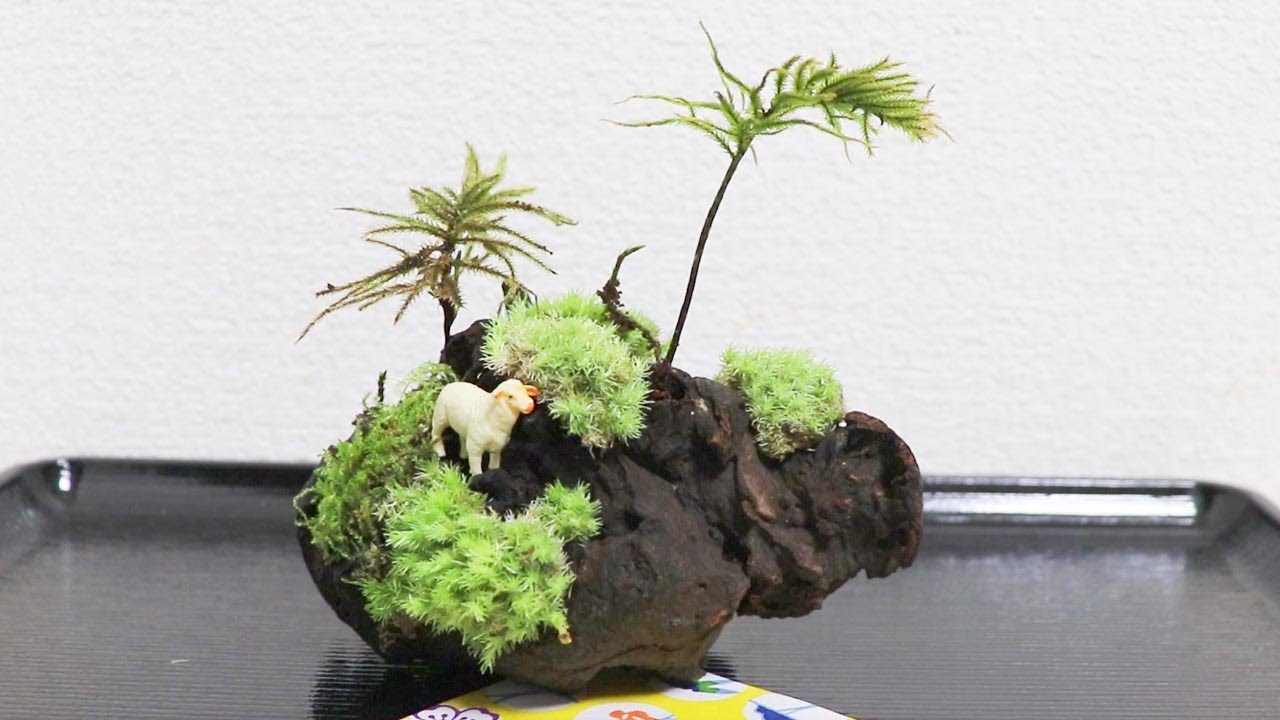Driftwood and Moss ,Bonsai, Moss Terrarium, 流木を使ったコケリウム