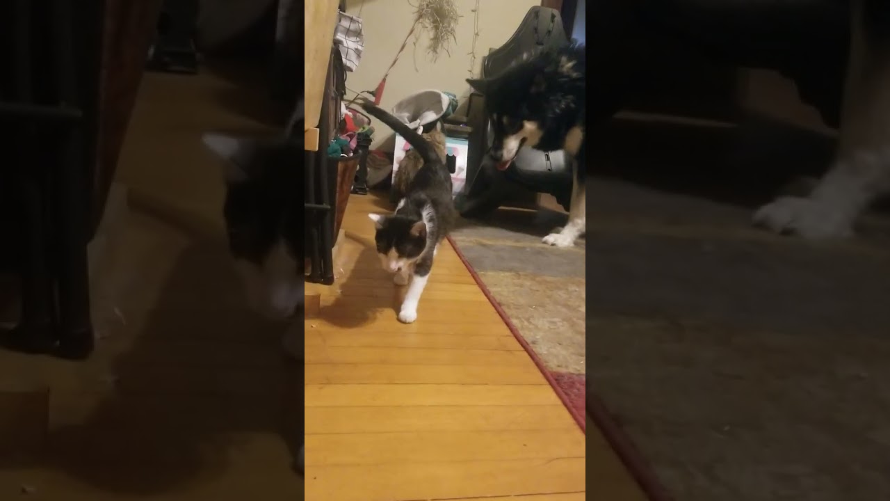 My cat and dog playing and the dog acting like shes the mother or him/cat